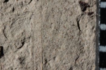 Media type: image;   Entomology PALE-10059